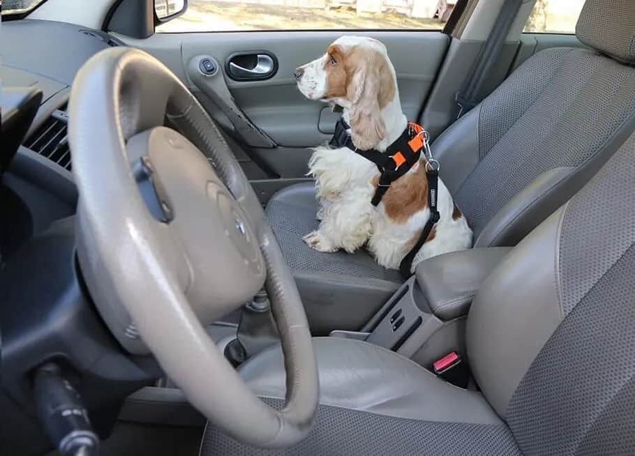 Jak bezpiecznie przewieźć psa w samochodzie: 5 skutecznych sposobów